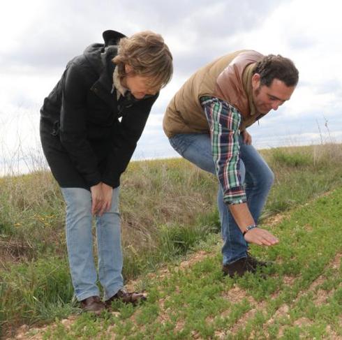 Agricultura da por perdida la cosecha en Valladolid y Palencia